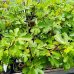 Ficus carica (Figovník jedlý) ‘OSBORN PROLIFIC’ - výška 40-60 cm, kont. C2L (-15°C) Ficus carica (Figovník jedlý) ‘OSBORN PROLIFIC’ - výška 40-60 cm, kont. C2L (-15°C)